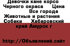 Девочки кане корсо. Черного окраса.  › Цена ­ 65 000 - Все города Животные и растения » Собаки   . Хабаровский край,Амурск г.